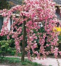 plnokveta-previsla-sakura--starkl-cz.jpg